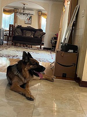 Jamaica, NY - German Shepherd Dog. Meet Tyson a Pet for Adoption - AdoptaPet.com