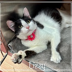 Thumbnail photo of LIZZY (R) #2