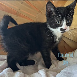 Photo of Tuxedo Kitten #1