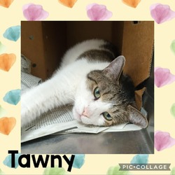 Photo of Tawny