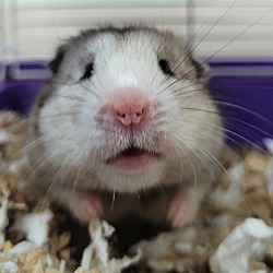 Thumbnail photo of Possum #2