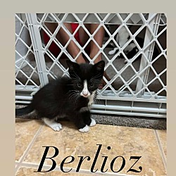 Thumbnail photo of BERLIOZ MITTENS - Desert Litter #2