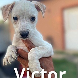 Thumbnail photo of Victor #3