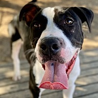 adopt-pet