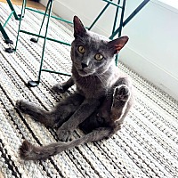 adopt a pet