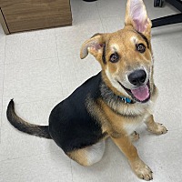 adopt a pet