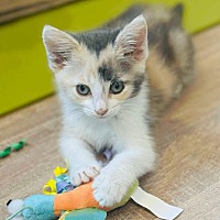 adopt a pet