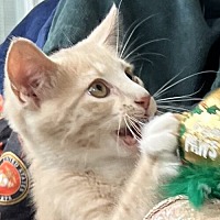 adopt a pet