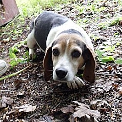 Transfer, Pa - Beagle. Meet Bill A Pet For Adoption - Adoptapet.com