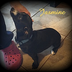 Thumbnail photo of Jasmine #4
