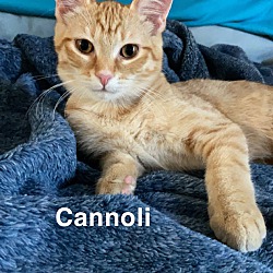 Thumbnail photo of Cannoli #2