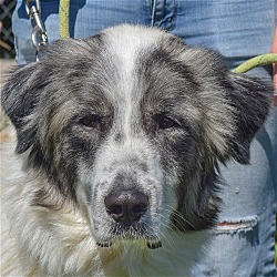 Photo of Hank