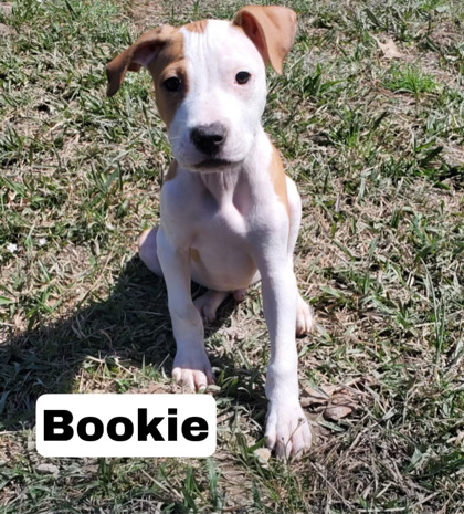 Photo of Bookie
