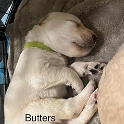 Thumbnail photo of Butters #3
