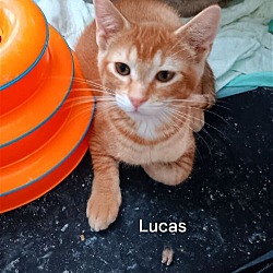 Photo of Lucas