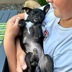 Thumbnail photo of Barney and Griffen, Pug-Chihuahua puppies #2