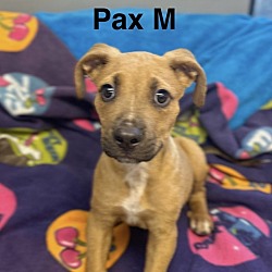 Thumbnail photo of Pax - Boxer Hound 4pack #3