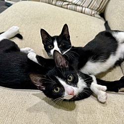 Thumbnail photo of Thumbelina and Tobias - Polydactyl duo! #4