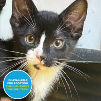adopt a pet