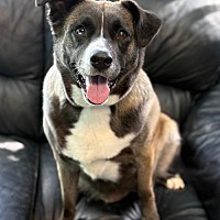 adopt a pet