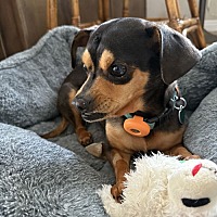 adopt a pet