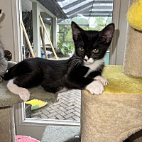 adopt a pet