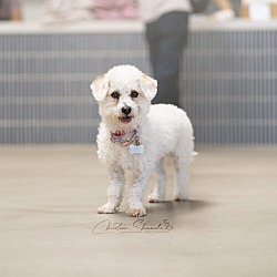 Health Problems in Bichon Frise Dogs: Essential Insights