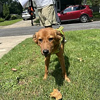 adopt a pet