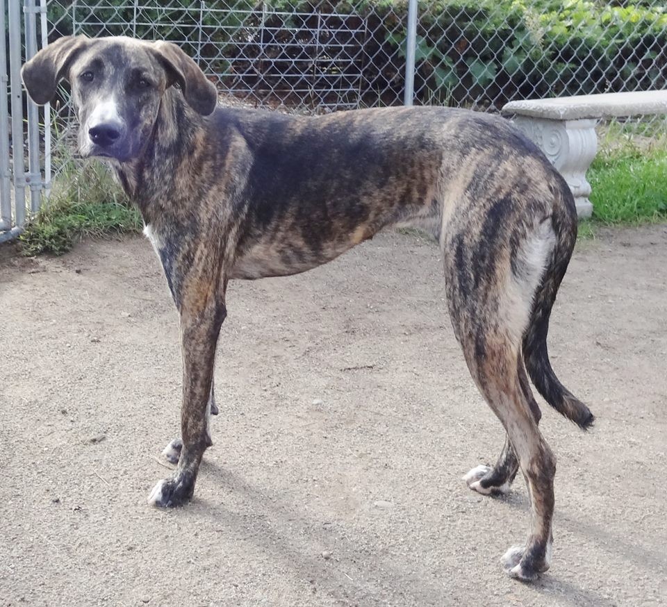 plott hound greyhound mix