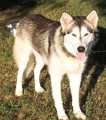 Memphis, TN - Alaskan Malamute. Meet DIO a Pet for Adoption - AdoptaPet.com