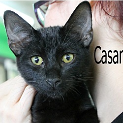 Thumbnail photo of Casanova #3