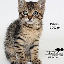 Thumbnail photo of Patches  (Foster Care) #3