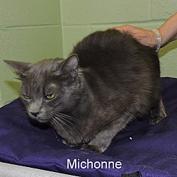 Thumbnail photo of Michonne #4