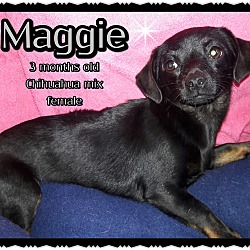 Thumbnail photo of Maggie #2