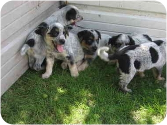 Tuscola Il Blue Heeler Meet Blue Heeler Pups A Pet For Adoption