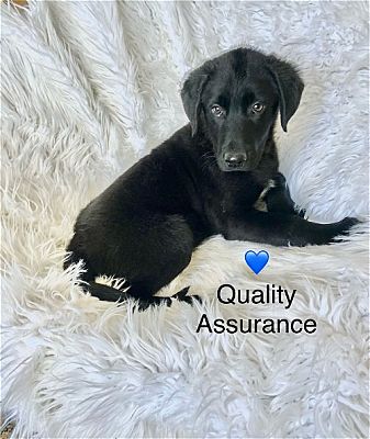 Newark DE Labrador Retriever Labrador Retriever. Meet Quality