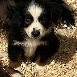 Thumbnail photo of ( Mini Aussie)Cowgirl #2