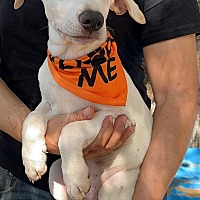 adopt a pet