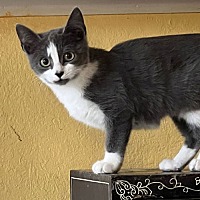 adopt a pet