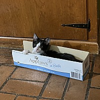 adopt a pet