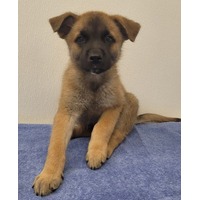 adopt-pet