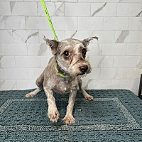 adopt a pet