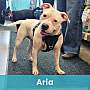 ARIA - Mixed Breed (Medium) available for adoption