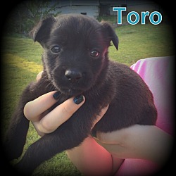 Thumbnail photo of Toro #3
