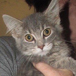 Thumbnail photo of Darcy Kitten #1