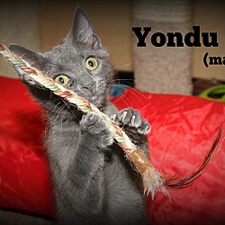 Thumbnail photo of Yondu #2