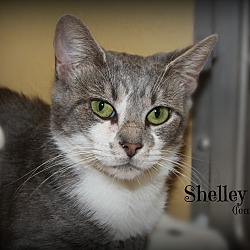 Thumbnail photo of Shelley #3