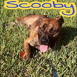 Thumbnail photo of Scooby (786) 239-9003 #2