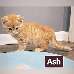 Thumbnail photo of ASh #1