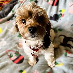 Buffalo, NY - Yorkie, Yorkshire Terrier/Shih Tzu. Meet Stella a Pet for ...